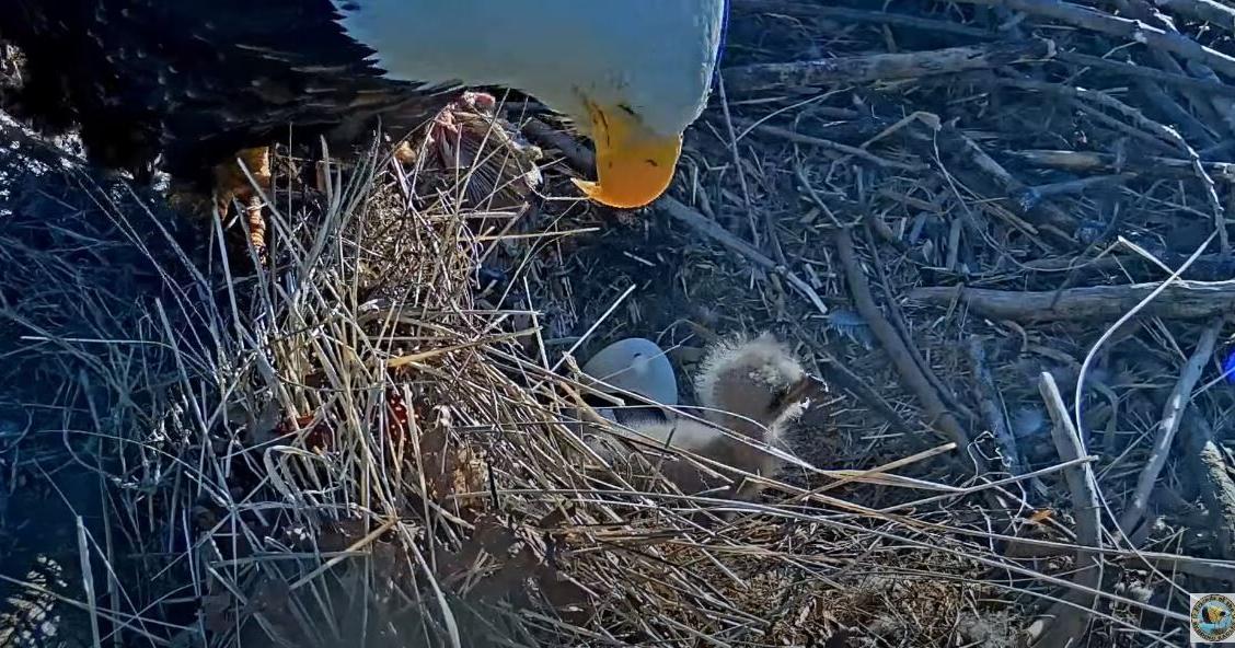 redding eagle cam